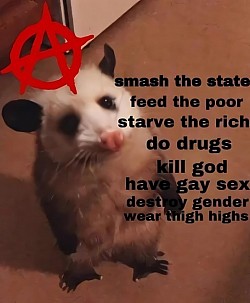 anarchist rodent